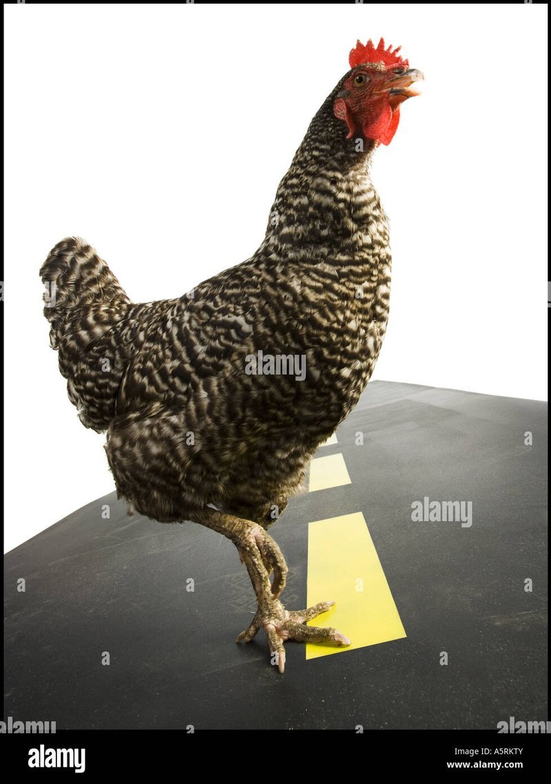 Spain - chicken road españa Spain - chicken road españa